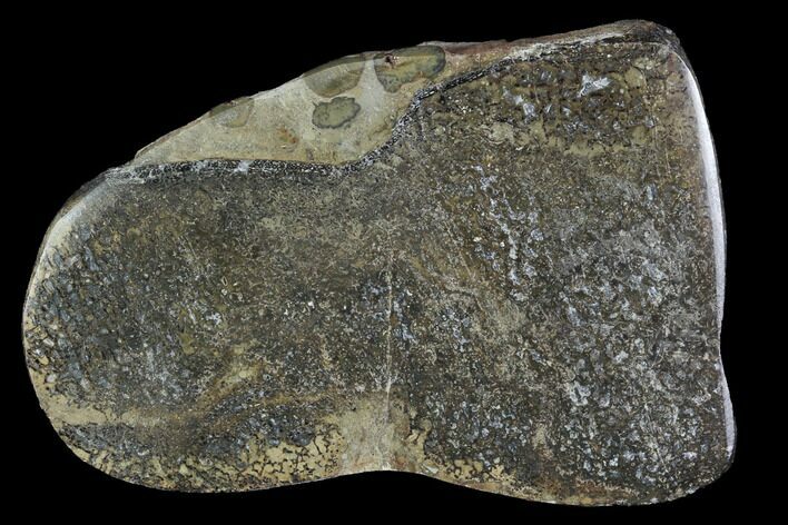 Polished Iguanodon Bone Slab - Isle Of Wight #95987